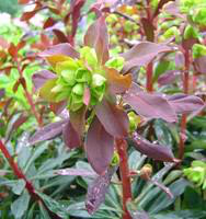 Visuel 1 du produit Euphorbe vivace pourpre coloris rouge. Le pot de 10,5 cm