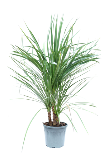 Visuel 1 du produit Cordyline Australis, Le pot de 18 Litres