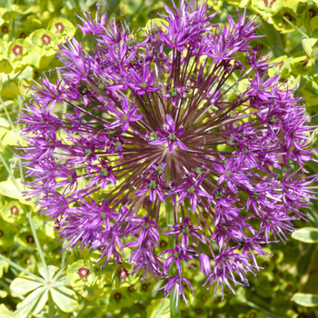 Visuel 1 du produit Allium Giganteum Gladiator. Le pot de 4 litres