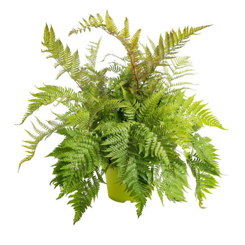 Visuel 1 du produit Fougère vivace Polystichum - Le pot de 9 x 9 cm