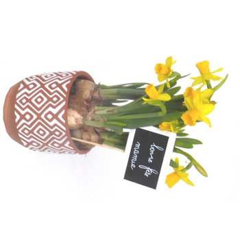 Visuel 1 du produit Narcisse tête a tête - Pot déco