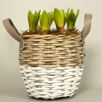 Visuel 1 du produit Jacinthes multicolores x 3 dans un pot décoré en terre blanc