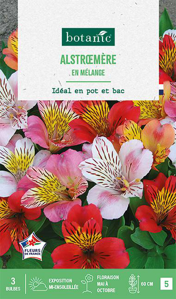 Visuel 1 du produit Bulbes de fleurs Alstroemere en mélange botanic® - 3 bulbes