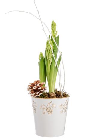 Visuel 1 du produit Composition de 3 Jacinthes blanches. Le pot Ø 13 cm en zinc décor pin.