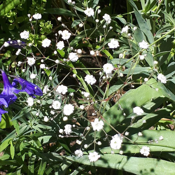 Visuel 1 du produit Gypsophile blanc. Le pot de 2 litres