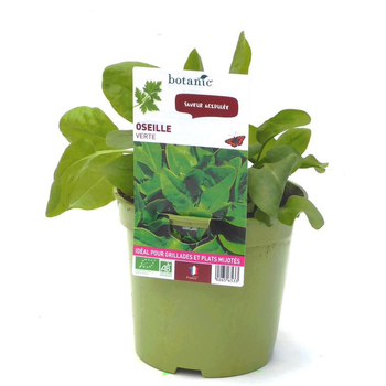 Visuel 1 du produit Oseille Verte 'Large De Belleville' Bio. Le pot de 1 litre