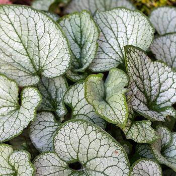 Visuel 1 du produit Myosotis Du Caucase ‘Jack Frost’ - Le pot de 2 litres