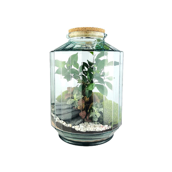 Visuel 1 du produit Terrarium autonome Napoli L botanic® - Ø 25 x 37 cm