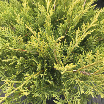 Visuel 1 du produit Genévrier Pfitzeriana Old Glod, le pot de 2 Litres