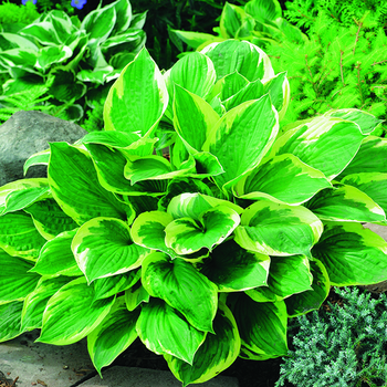 Visuel 1 du produit Hosta Twilight vert botanic®. Le pot de 2 litres