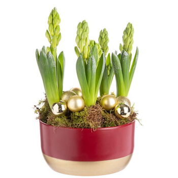 Visuel 1 du produit Composition de Noël 6 jacinthes multicolore pot en céramique rouge et or