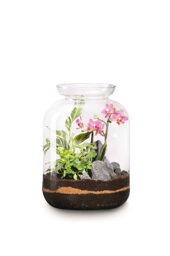 Visuel 1 du produit Terrarium Bonbonne S Elégant botanic® - Ø 25 x 31 cm