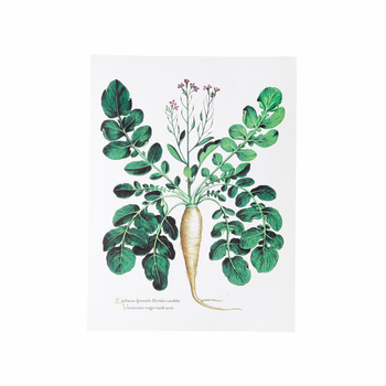 Visuel 1 du produit Affiche radis blanc - 30 x 40 cm