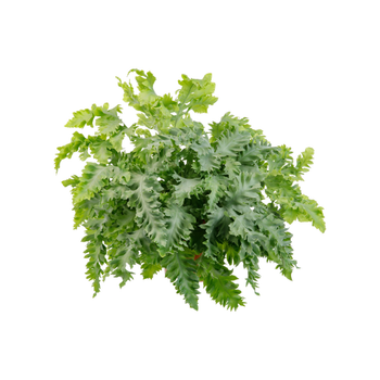 Visuel 1 du produit Phlebodium (Fougère bleue) vert. Le pot Ø 17 cm