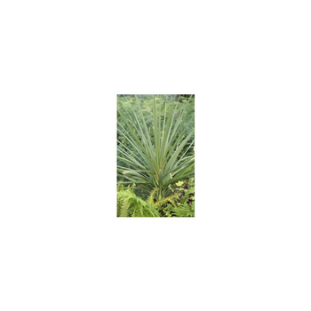 Visuel 1 du produit Cordyline Australis - Le pot de 1 litre