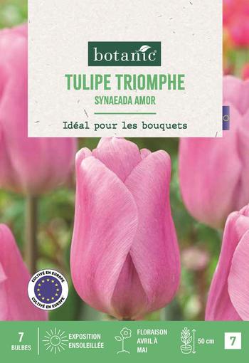 Visuel 1 du produit Tulipe tr. Synaeada amor X7