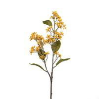 Visuel 1 du produit Magnolia Grandiflora Gallis blanc en pot de 18 L