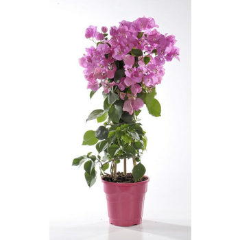 Visuel 1 du produit Bougainvillée - Le pot de 6 litres