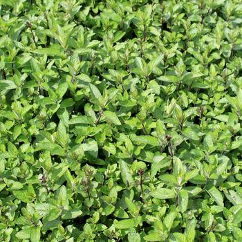 Visuel 1 du produit Menthe mojito. Le pot de 1 litre