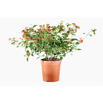 Visuel 1 du produit Lantana Camara (Lantanier) en pot de 3 L orange