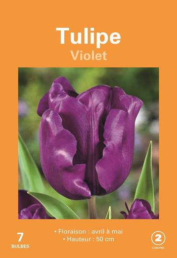Visuel 1 du produit Tulipe violet X7