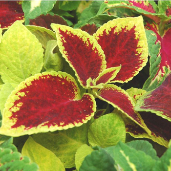 Visuel 1 du produit Coléus ou Coliole au feuillage multicolore - La barquette de 6 plants