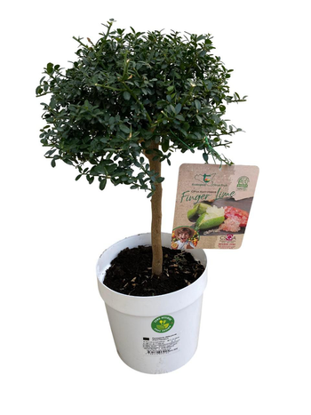 Visuel 1 du produit Citronnier Caviar coloris jaune - 5 L