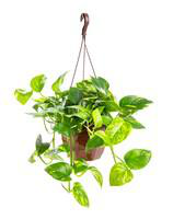 Visuel 1 du produit Pothos Aureus suspension Ø15xH40 cm