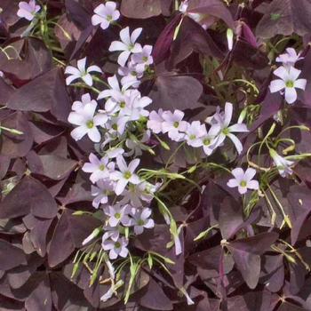 Visuel 1 du produit Oxalis trèfle à 4 feuilles rouge. Le pot de 9 x 9 cm