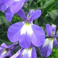 Visuel 1 du produit Lobélia à massifs - Le pot de 5 litres