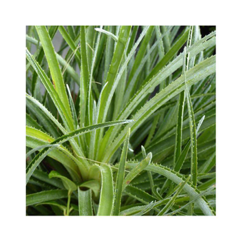 Visuel 1 du produit Fascicularia bicolore. Le pot de 2 litres