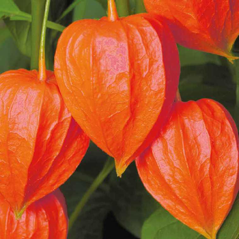 Visuel 1 du produit Physalis Amour En Cage - Le pot de 9 x 9 cm