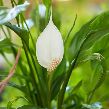 Visuel 2 du produit Spathiphyllum Sweet Benito pot Ø 14 cm - 55 cm