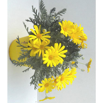 Visuel 1 du produit Euryops Pectinatus - Le pot de 1 litre