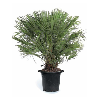 Visuel 1 du produit Chamaerops humilis - Le pot de 30L