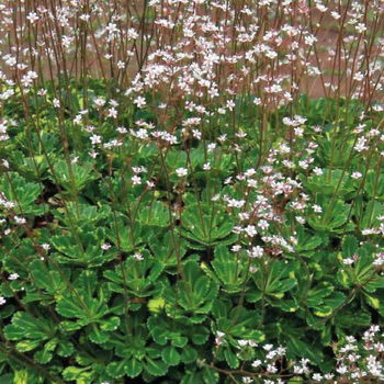 Visuel 1 du produit Saxifraga Urbium - Le pot de 9 x 9 cm