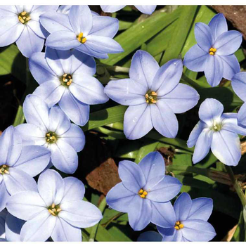 Visuel 1 du produit Ipheion Uniflorum - Le pot de 2 litres