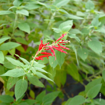 Visuel 1 du produit Sauge Ananas Bio. Le pot de 1 litre