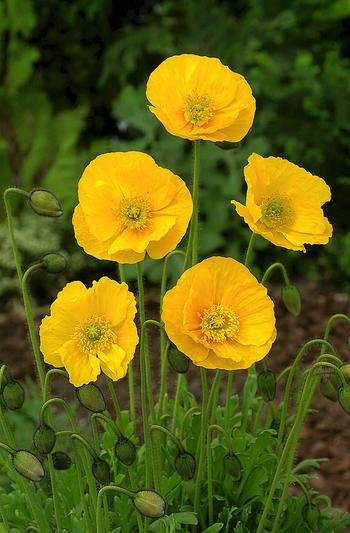 Visuel 1 du produit Pavot d’Islande jaune - Le pot de 2 litres