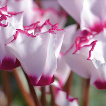 Visuel 1 du produit Mini Cyclamen Victoria - Le pot de 10, 5cm