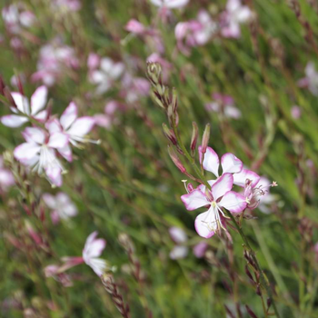 Visuel 1 du produit Gaura rosy jane rose en pot de 2 L