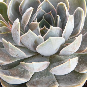 Visuel 1 du produit Echeveria au feuillage gris - Le pot de 0,5 litre