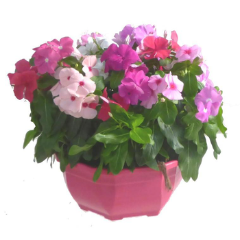 Visuel 1 du produit Pervenche de Madagascar - Avec cache pot