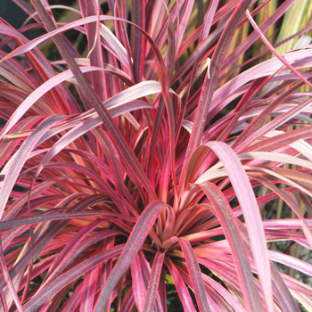 Visuel 1 du produit Cordyline Dance Salsa rose en pot de 4 L