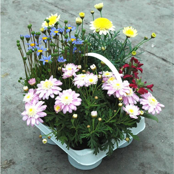 Visuel 1 du produit Mélange spécial soleil - Le pack de 4 plants