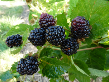 Visuel 1 du produit Mure 'Montblanc' Bio. Le pot de 2 litres
