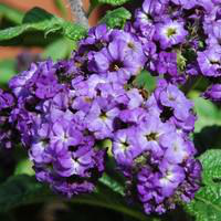 Visuel 1 du produit Héliotrope du Pérou - Le pot de 10.5 cm