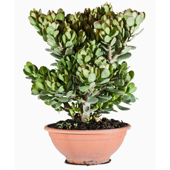 Visuel 1 du produit Crassula Portulacea (Plante de jade) en coupe de 18 cm vert