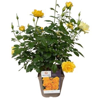 Visuel 1 du produit Rosier jaune Off Load®. Le pot de 5 litres