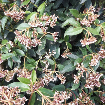 Visuel 1 du produit Viburnum Tinus ou Laurier-tin blanc. Le pot de 5 litres